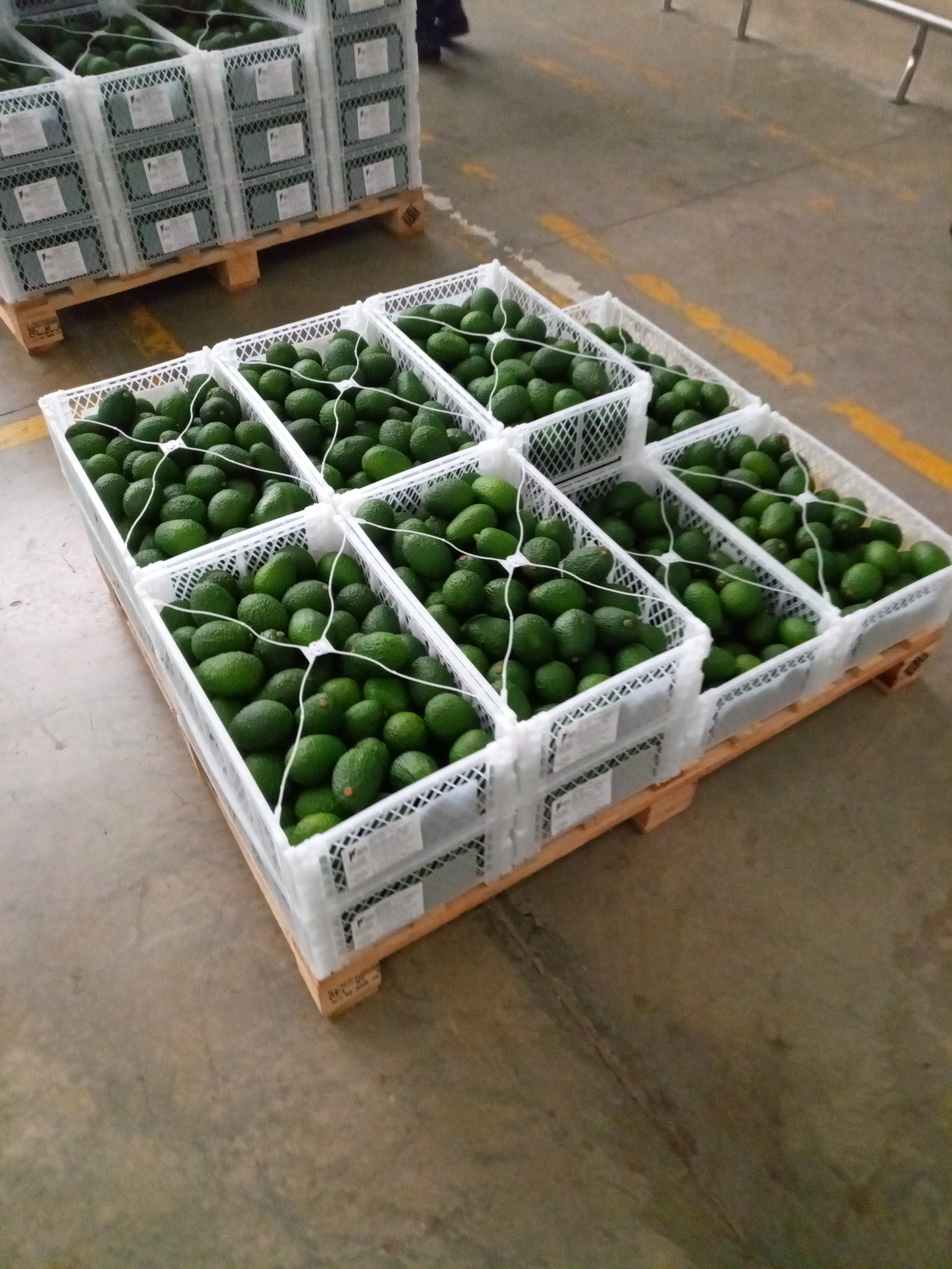 Fruta fresca Dorado División